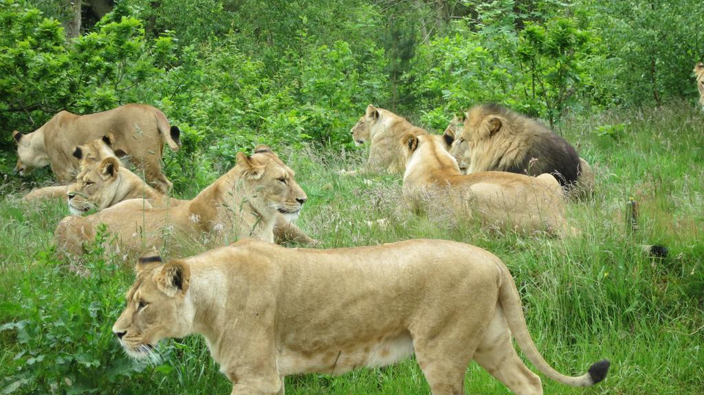 Givskud Zoo Hostel Ngoại thất bức ảnh